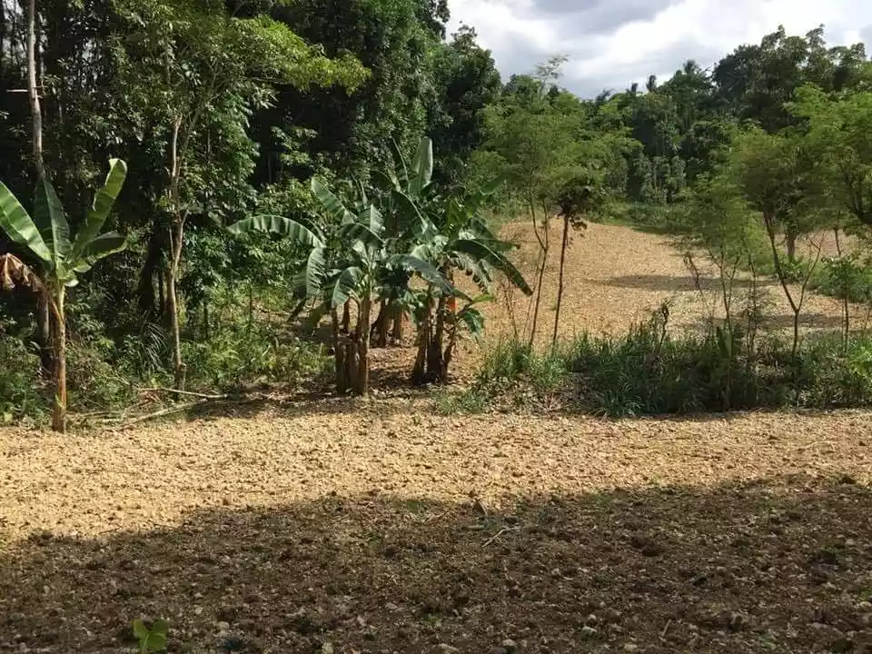 Agricultural Lot for Sale in San Fernando, Cebu — Agricultural Lot in San Fernando, Cebu, Philippines — Photo 4