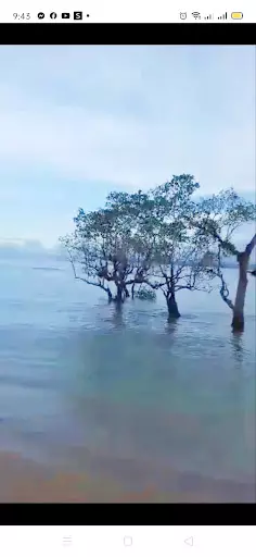 White Sand Beach Lot — Beach Lot in Surigao - Davao Coastal Road, Barobo, Surigao del Sur — Photo 3