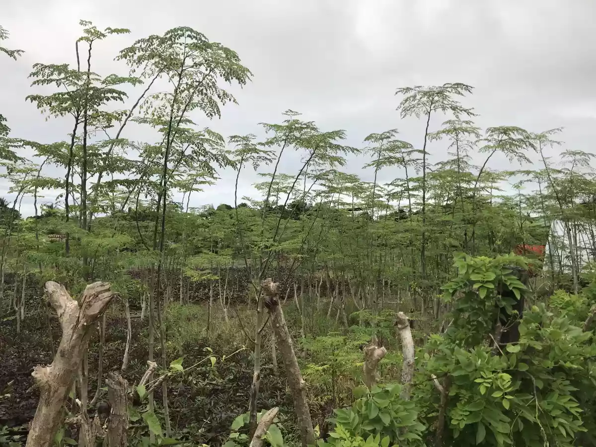 ðŸ“£COMMERCIAL LOT FOR SALE - 5000SQM AREA ONLY!ðŸ“£ - photo 7