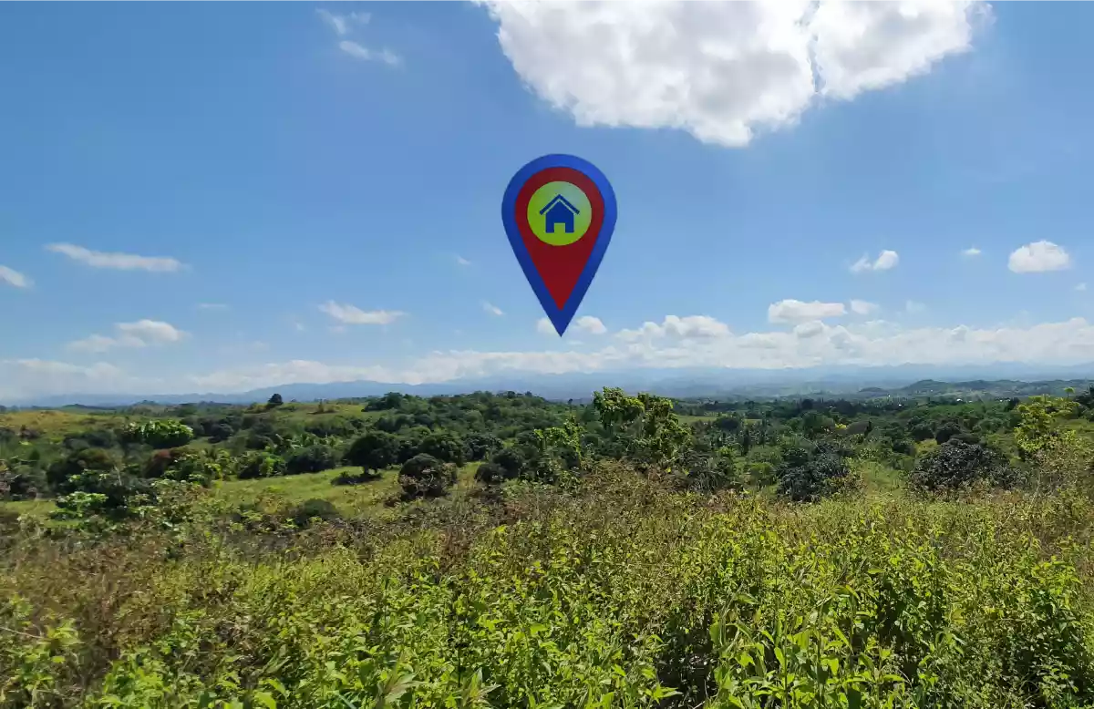 Mango Farm - Tinagacan Area  - photo 5