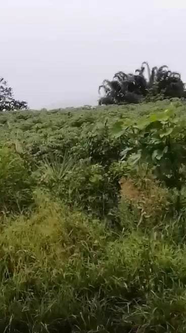 For sale Titled lot in Bukidnon — Agricultural Lot in Manolo Fortich, Bukidnon, Philippines — Photo 2