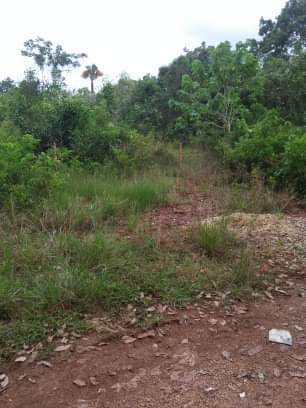 Lot Only — Agricultural Lot in Panglao, Bohol, Philippines — Photo 5