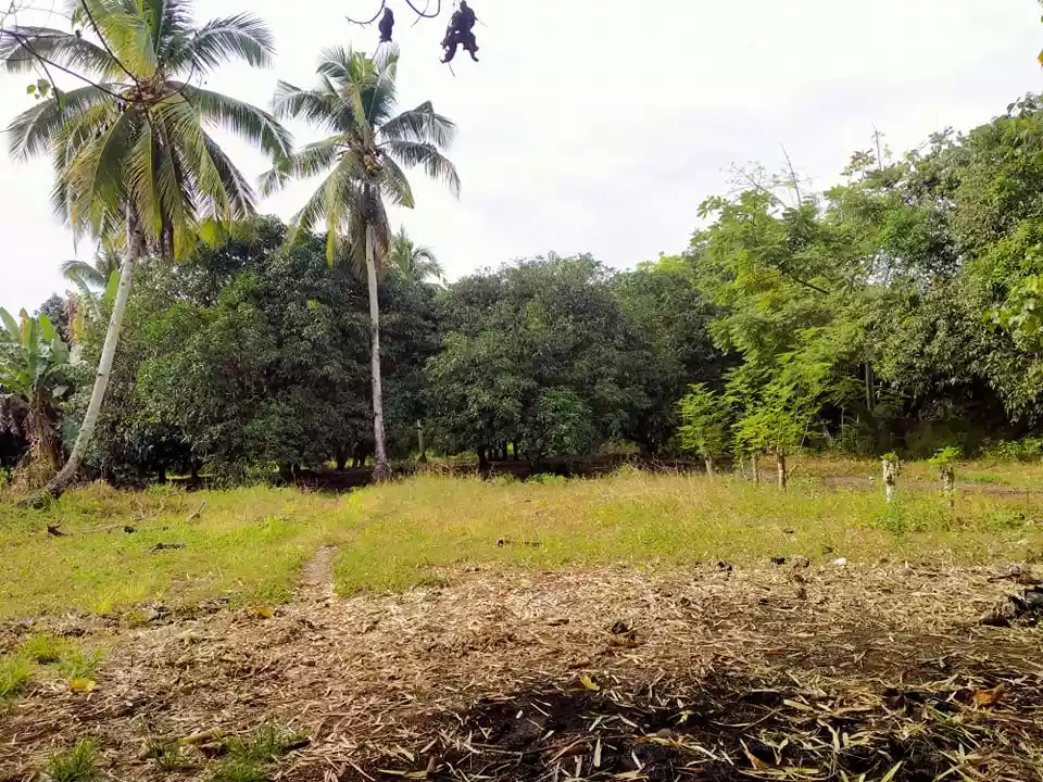 Rush Sale Farm Land in Samal - photo 5