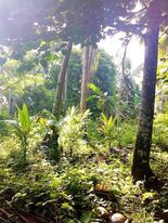 SUPER RUSH SALE ð…ð€ð‘ðŒ ð‹ðŽð“  ðŸð¨ð« ð’ð€ð‹ð„ 8.9561 ð‡ðžðœð­ðšð«ðžð¬, 150/sq m. LOWERED TO 100/sqm. - photo 5