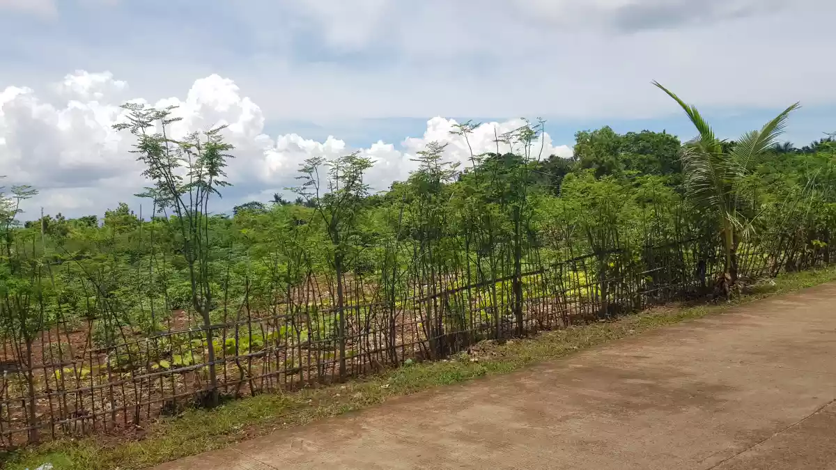 Title — Residential Lot in Maribago, Lapu-Lapu City, Lalawigan ng Cebu — Photo 2
