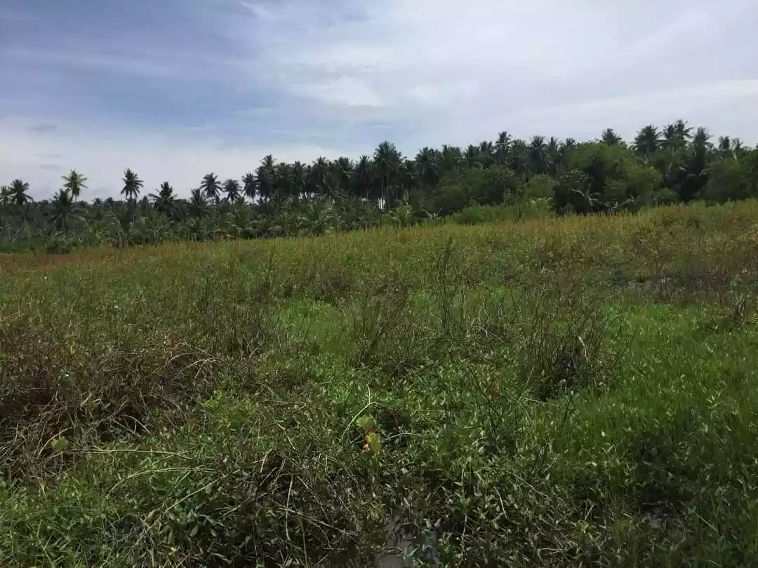 Vacant Lot for Sale — Agricultural Lot in Pan-Philippine Highway, General Santos City, South Cotabato — Photo 2