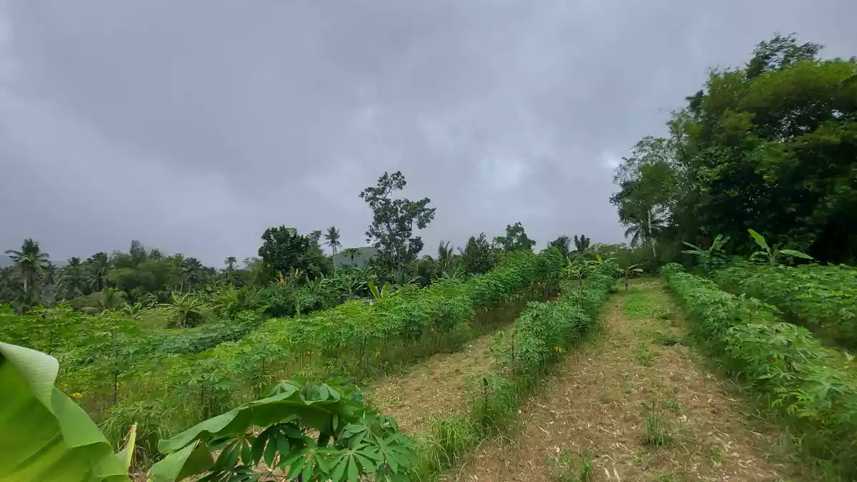 Farmlot for sale - photo 6