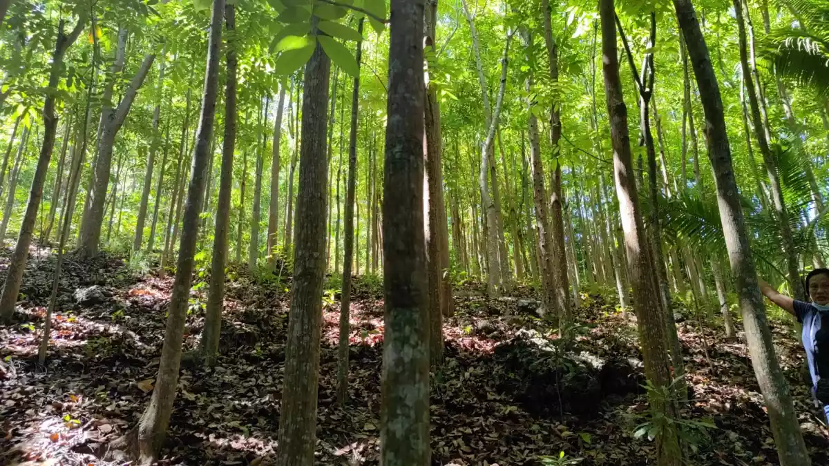 Lot For Sale with Mahogany trees in Danao City  - photo 4
