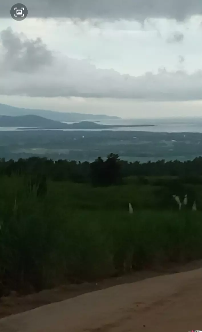 Sugarcane Plantation For Sale - photo 2