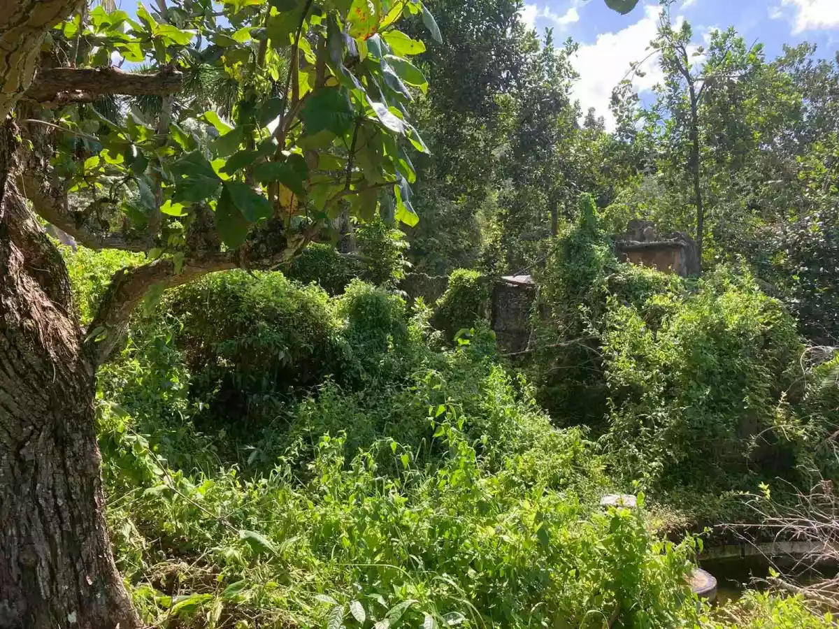 Eric Manigo — Agricultural Lot in Cebu City, Cebu, Philippines — Photo 2