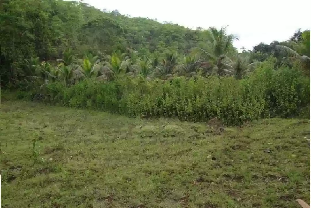 AGRICULTURAL LOT CLEAN TITLE  FOR SALE IN DALID, TABUELAN  - photo 5