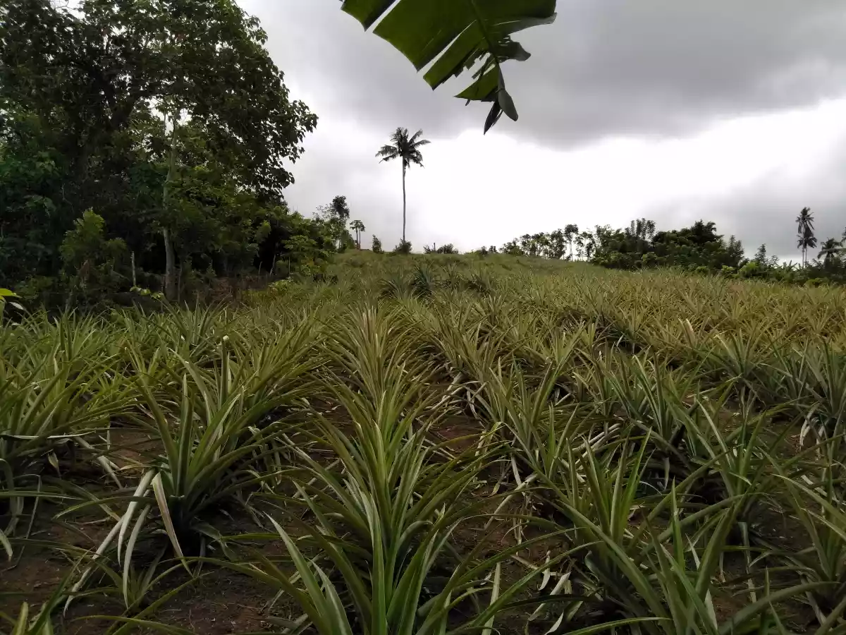 Casile HOT farm lot - photo 2