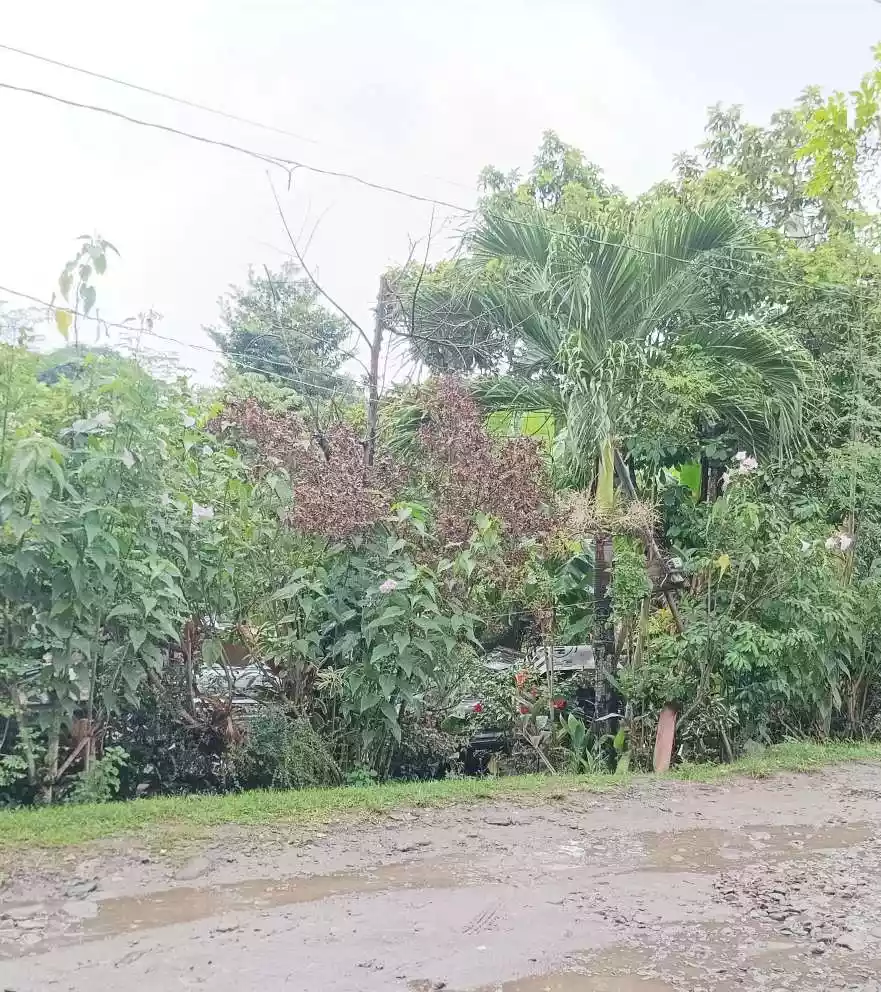 RUSH SALE TALAY LOT ONLY — Residential Lot in Dumaguete, Negros Oriental, Philippines — Photo 2
