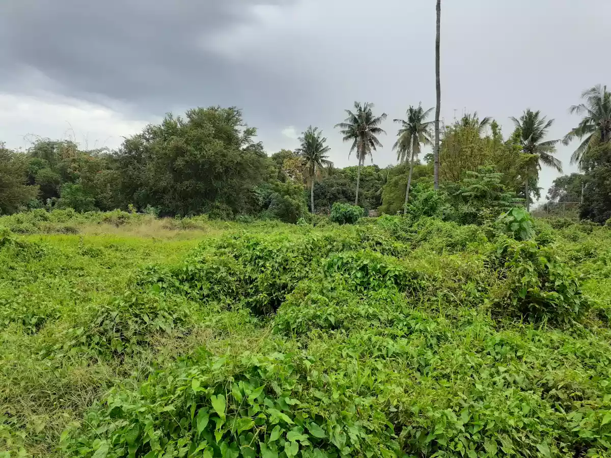 Residential Lot Brgy. Natumolan Tagoloan 1,000sqm - photo 5