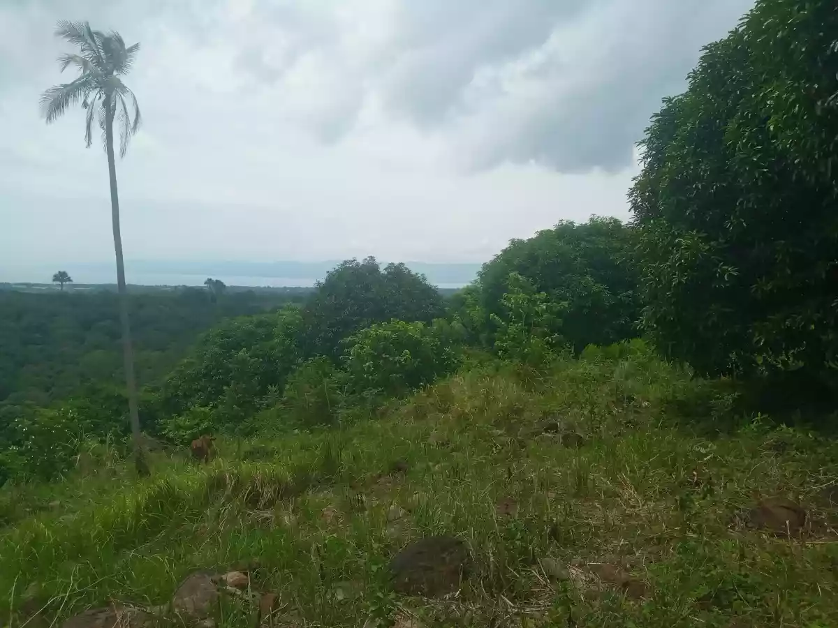 4.3 Hectares For Sale Amlan - photo 5