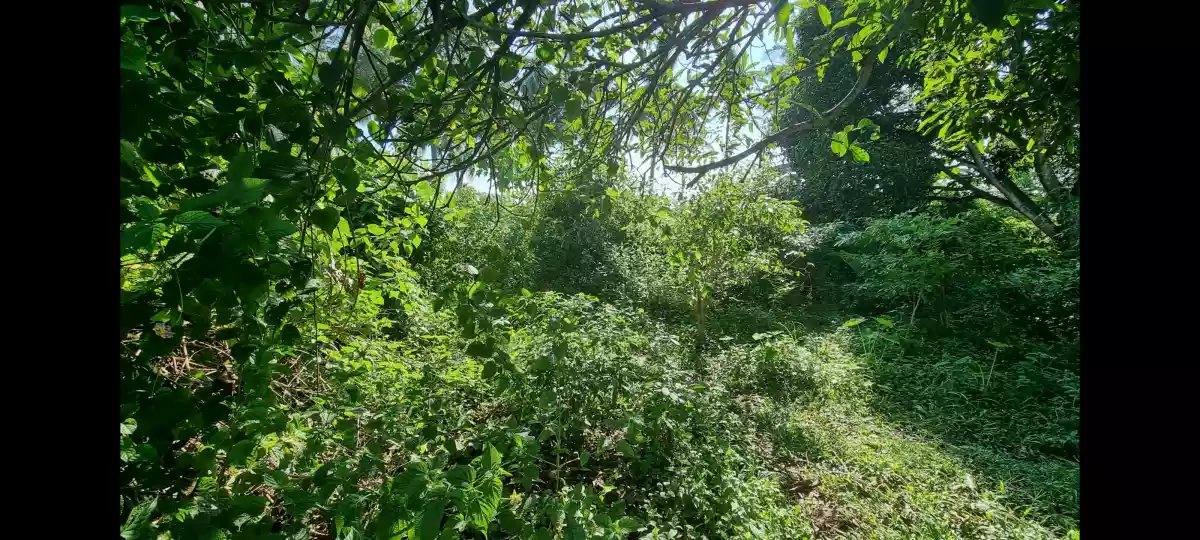 833 sqm Titled Commercial / Industrial Lot for Sale near Diversion road, Bulua, CDO - photo 3