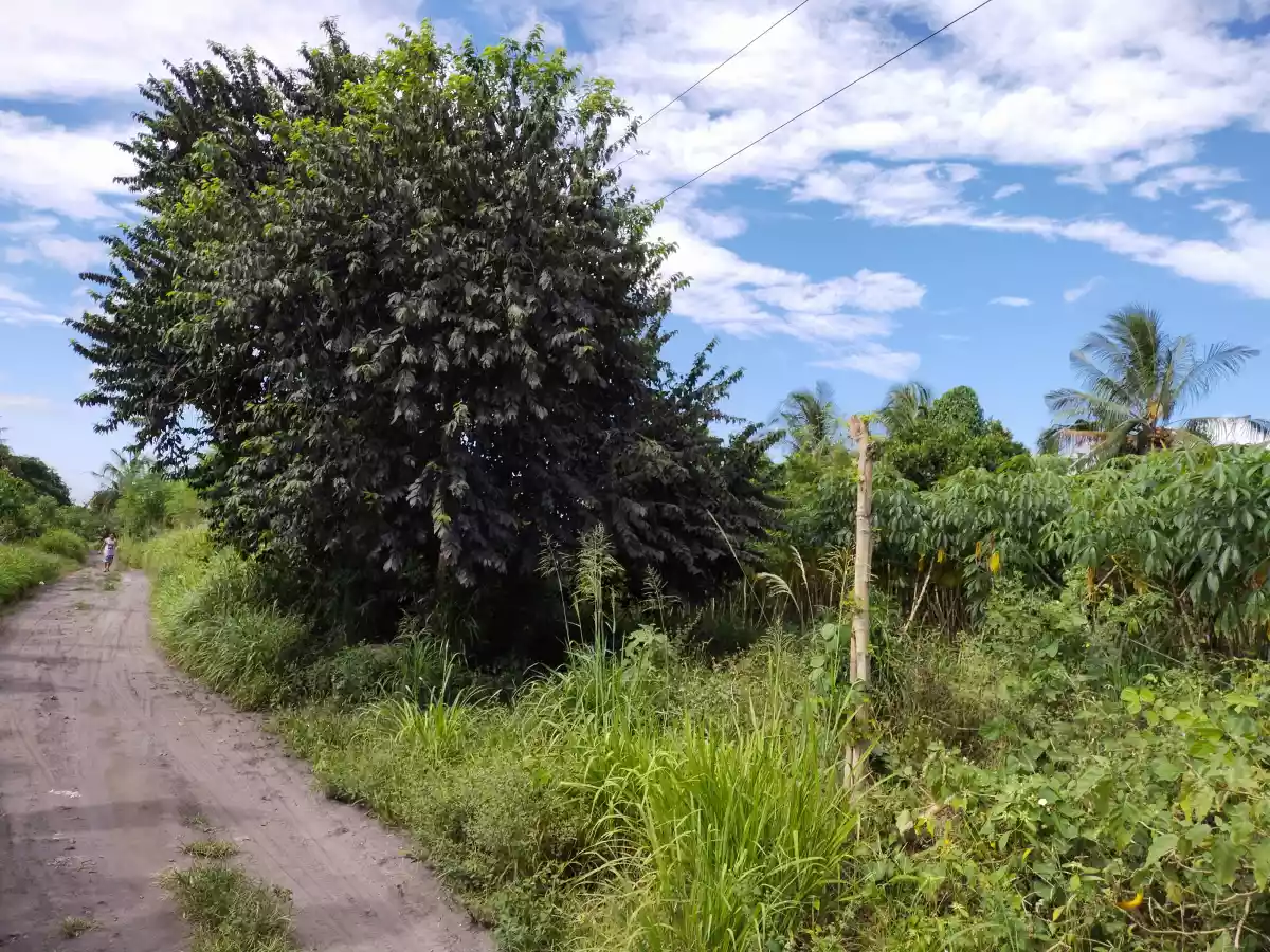 Agriland titled — Agricultural Lot in Polomolok, South Cotabato, Philippines — Photo 5