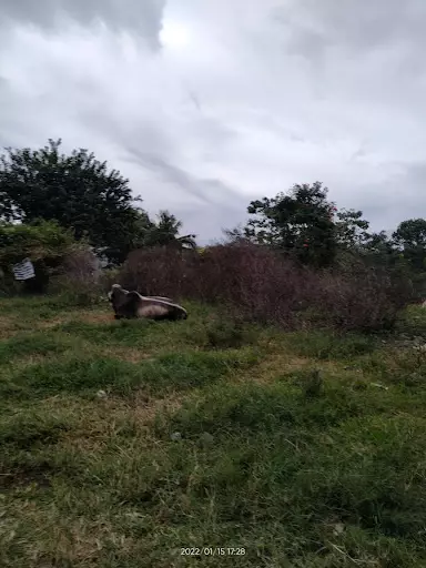 30419 — Residential Lot in Bukidnon, Philippines — Photo 2