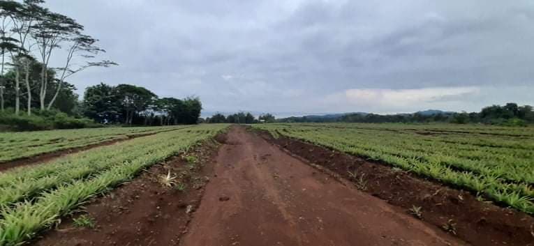 Land for Sale - photo 2