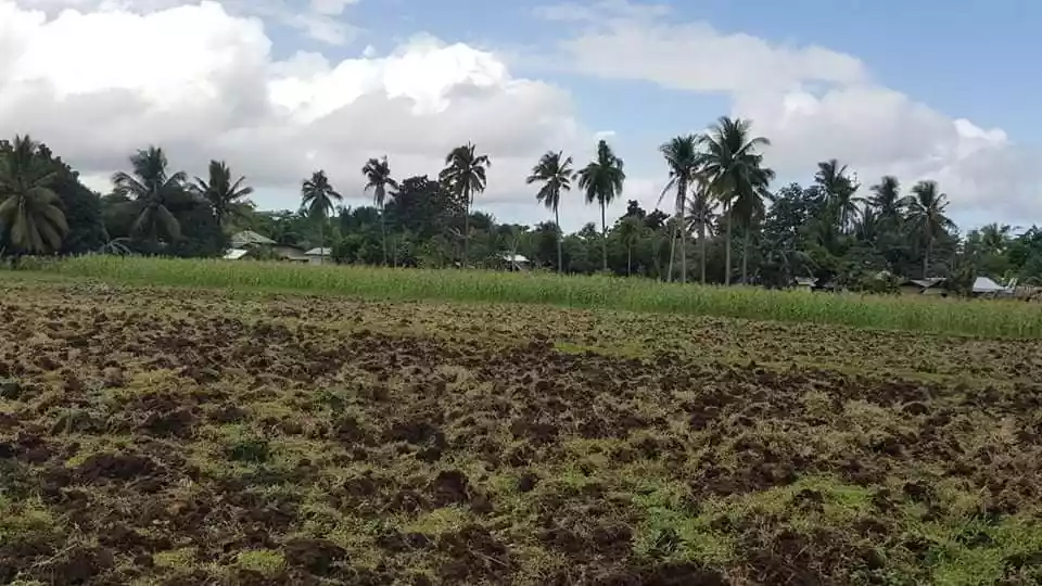LOT FOR SALE IN PORO, CAMOTES ISLAND — Agricultural Lot in Poro, Cebu, Philippines — Photo 3