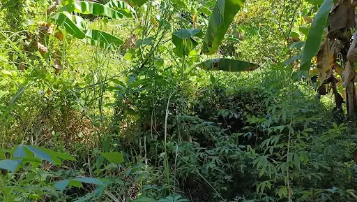 Agricultural lot for sale — Agricultural Lot in Cebu City, Cebu, Philippines — Photo 6