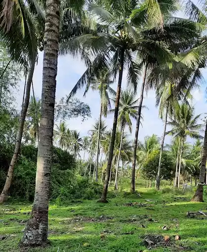 Large Agricultural Lot for Sale in Sibulan (Dumaguete) — Agricultural Lot in Negros Oriental, Philippines — Photo 2