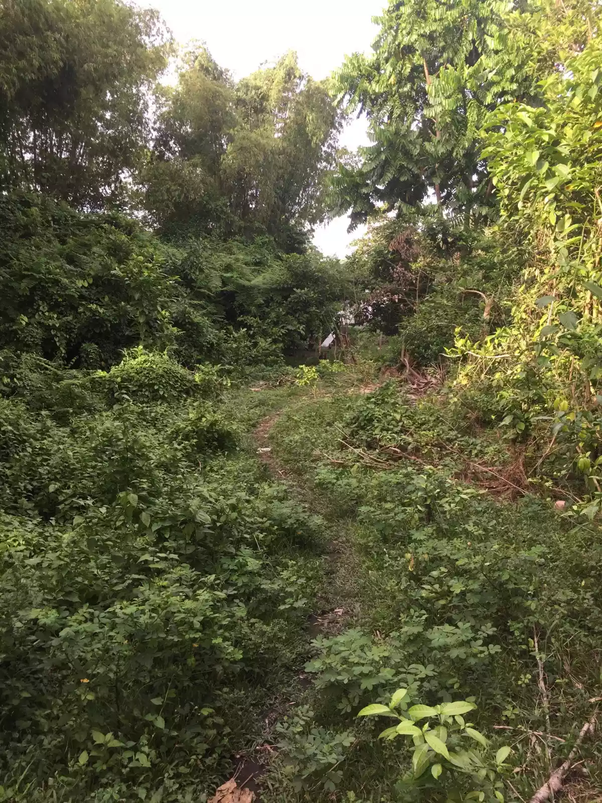 Upper cantel-e Lot 