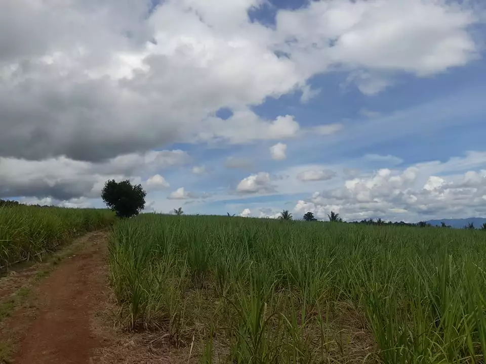 6 Hectares Agricultural Lot Jantianon,Amlan Negros Oriental - photo 3