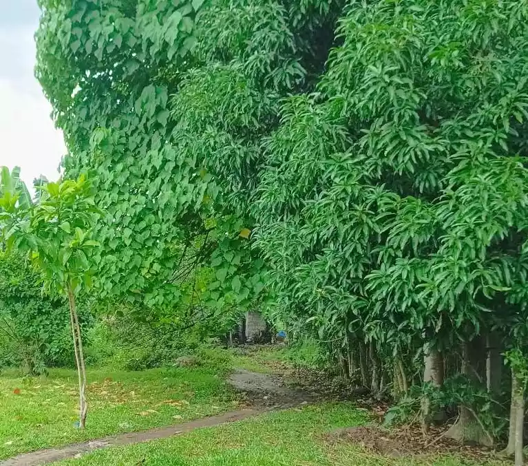 RUSH SALE MOTONG LOT ONLY — Residential Lot in Motong Road, Dumaguete, Negros Oriental — Photo 4