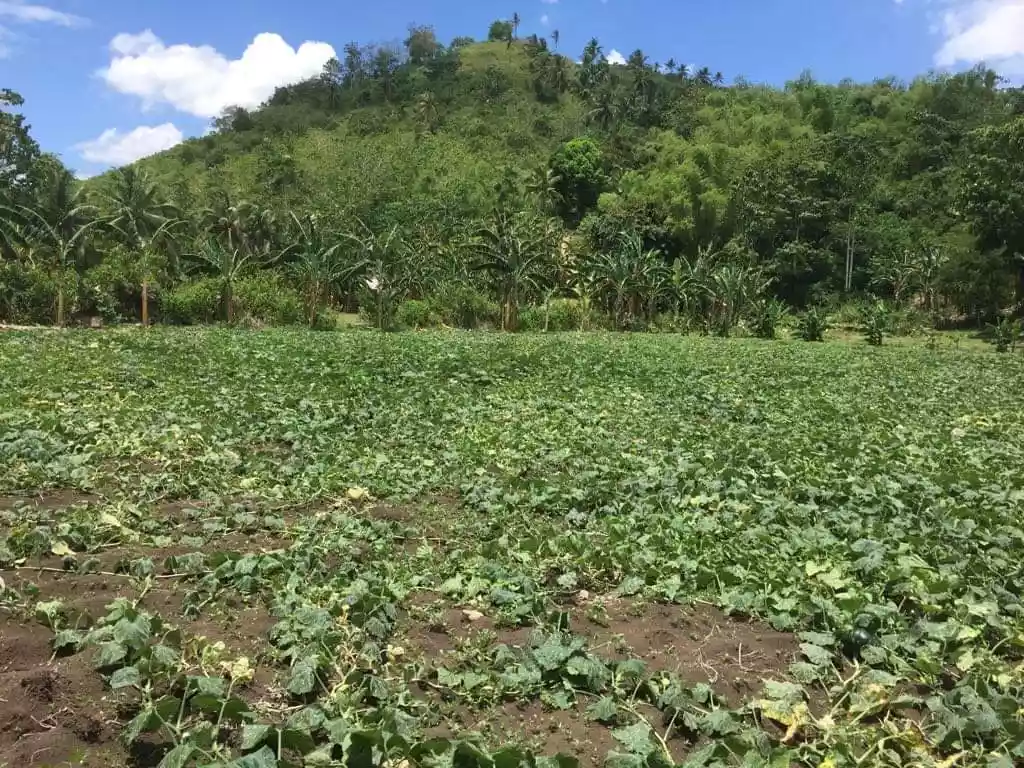 Lot For Sale in Toledo City - photo 5