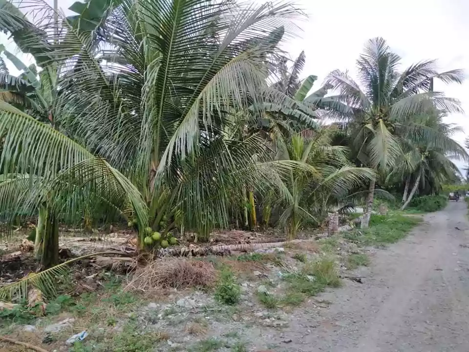 FOR SALE ! 563 SQM RESIDENTIAL LOT @ Prk. Masunurin, San Isidro, GSC - photo 3