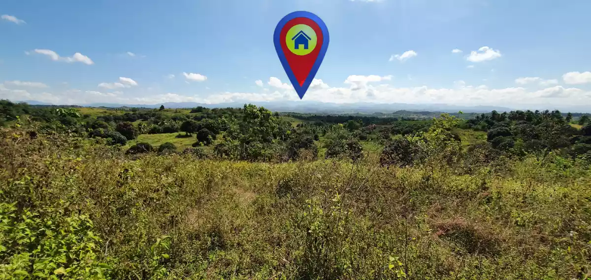 Mango Farm - Tinagacan Area  - photo 6