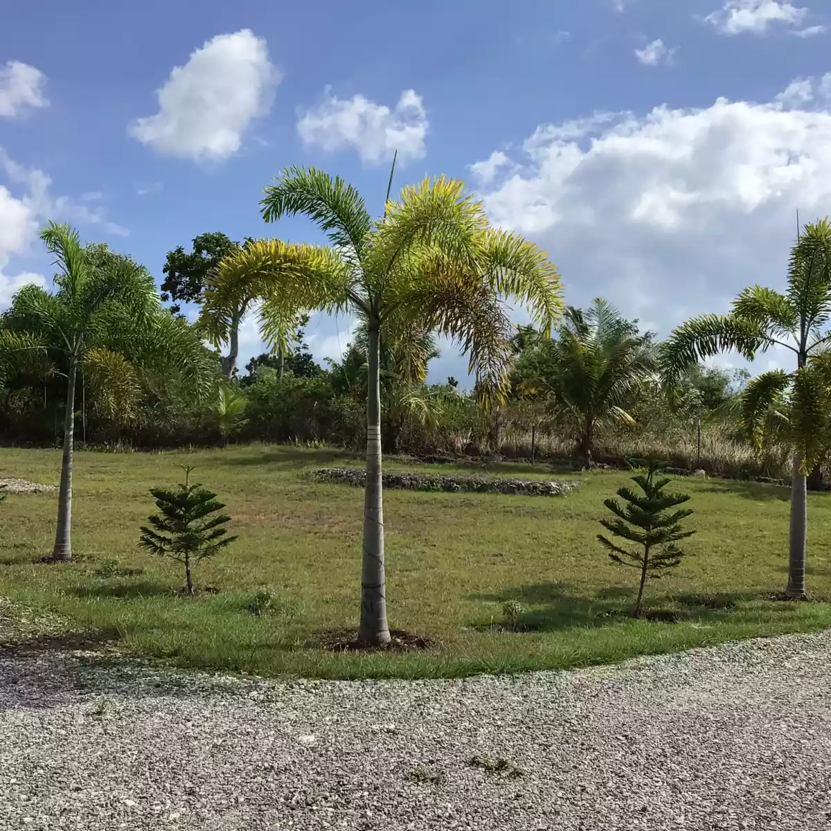 Land for Sale - Basdiot, Moalboal — Commercial Lot in Barangay Bugas, Moalboal, Cebu — Photo 5