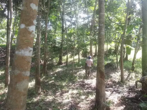 Bayugan City Farm Lot For Sale — Agricultural Lot in Bayugan City, Agusan del Sur, Philippines — Photo 3