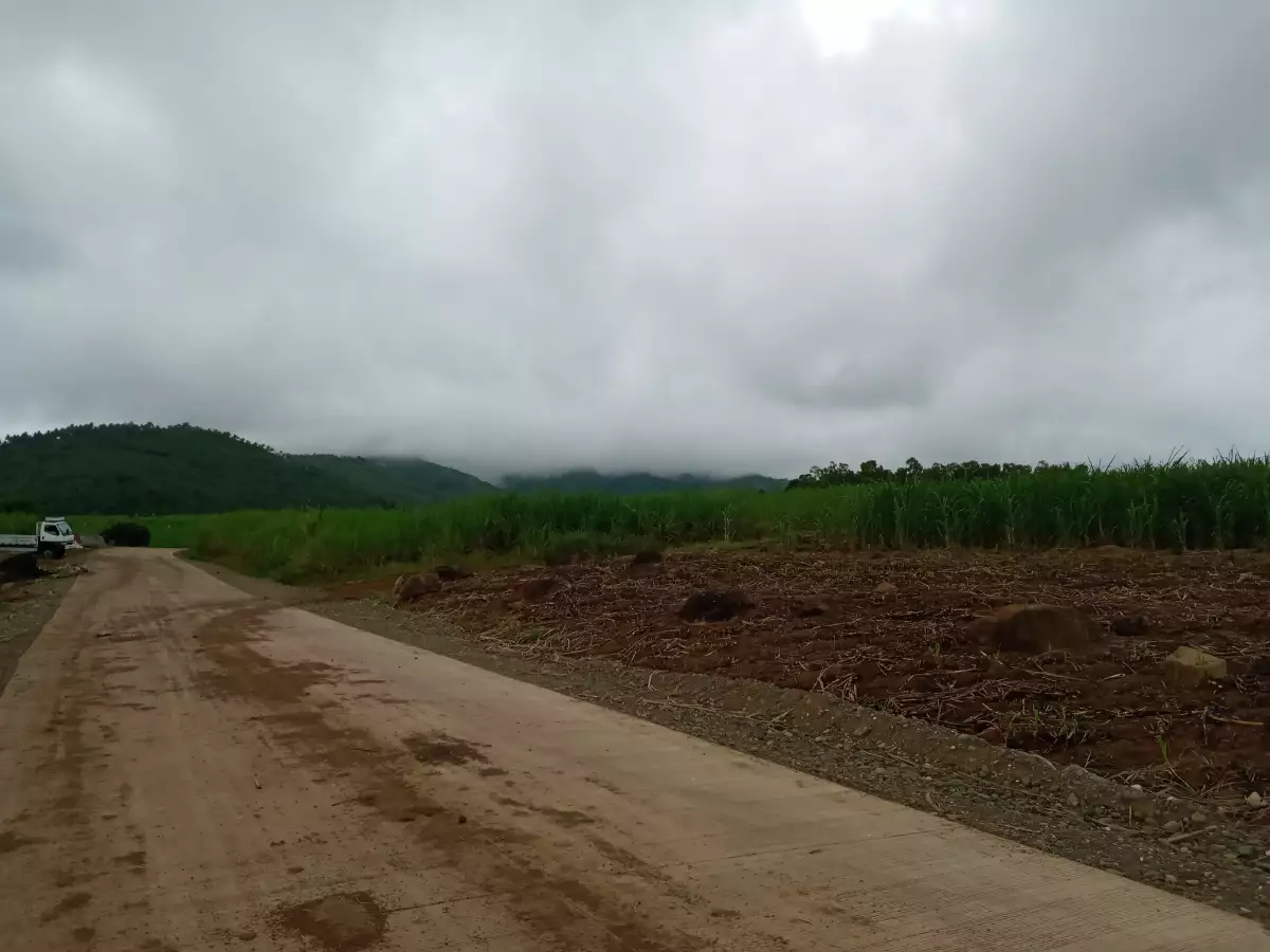 Sugarcane Plantation For Sale - photo 5