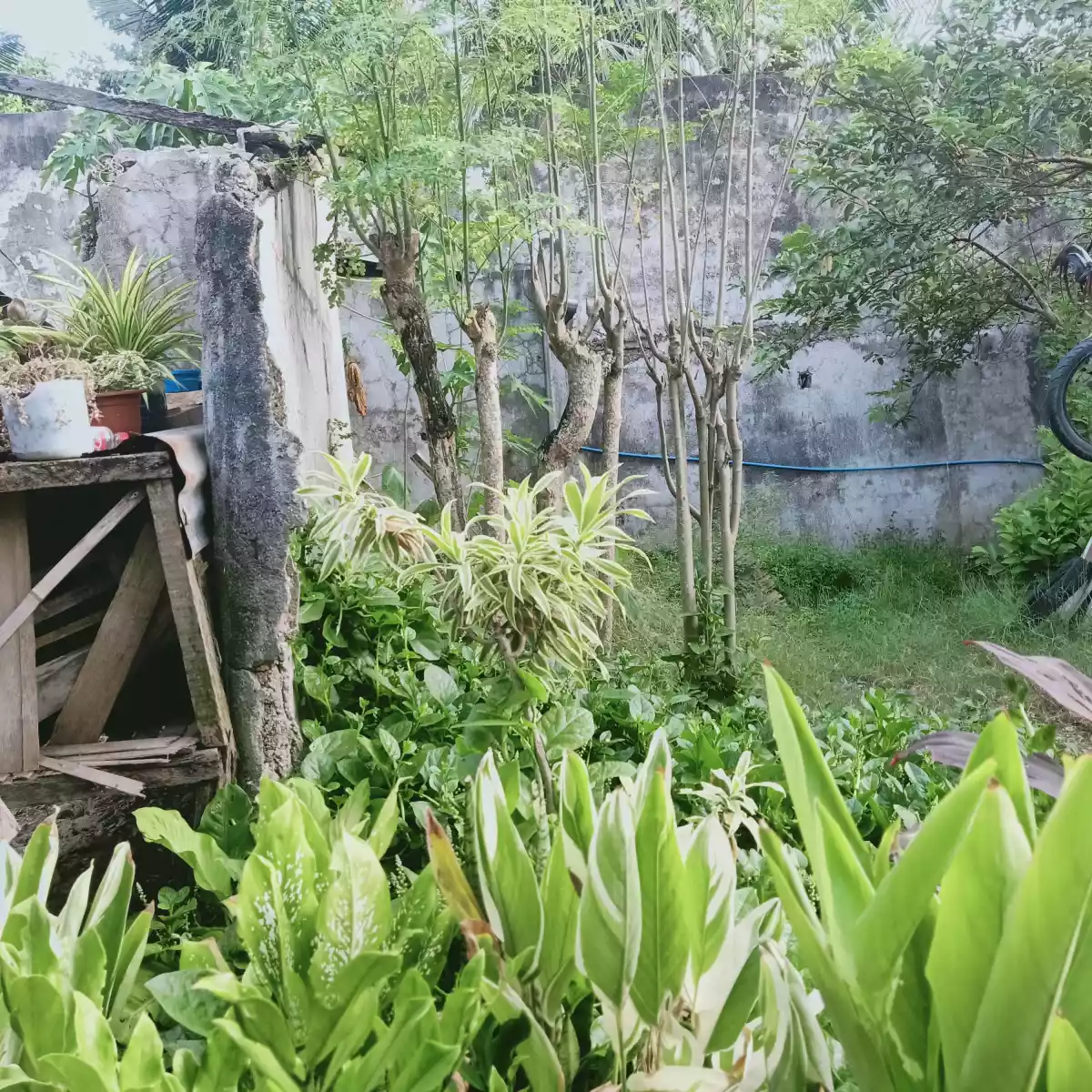 Beach Lot for Sale — Beach Lot in Danao City, Cebu, Philippines — Photo 3