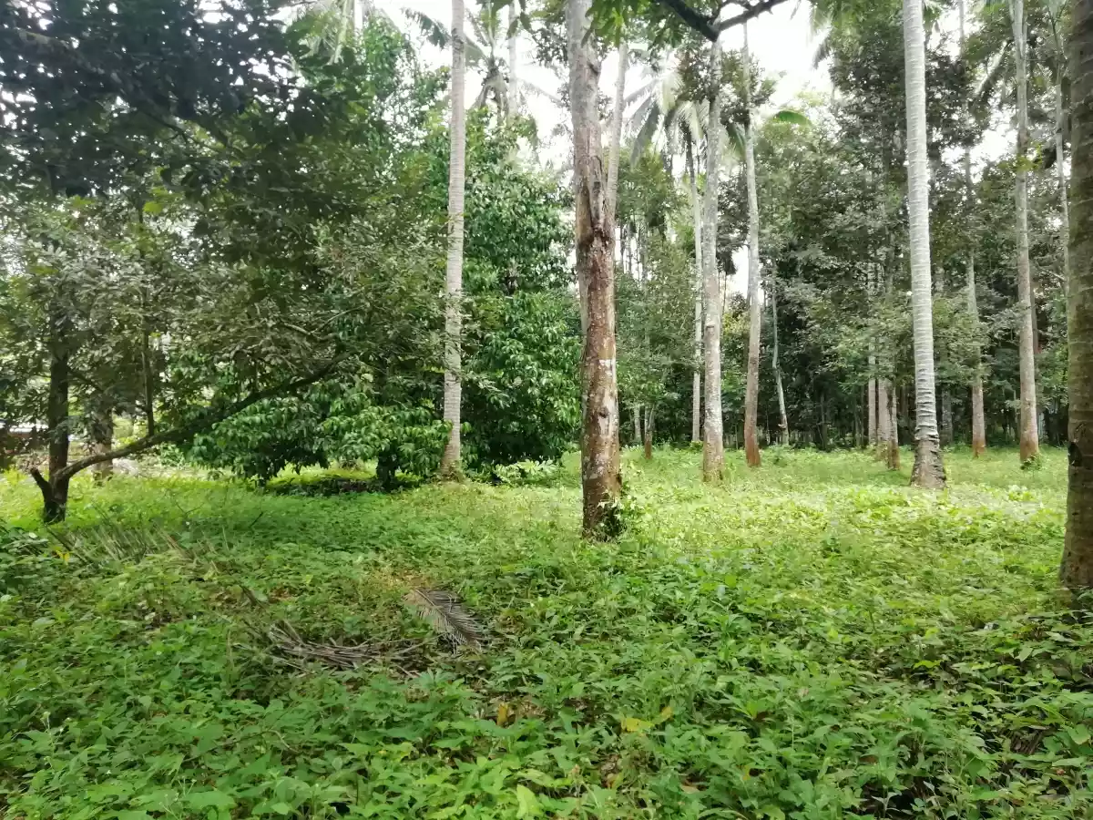 FARM LOT FOR SALE IN DAVAO CITY - photo 3