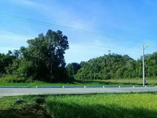 Lot along the provincial road in Bohol — Agricultural Lot in Bohol, Philippines — Photo 4