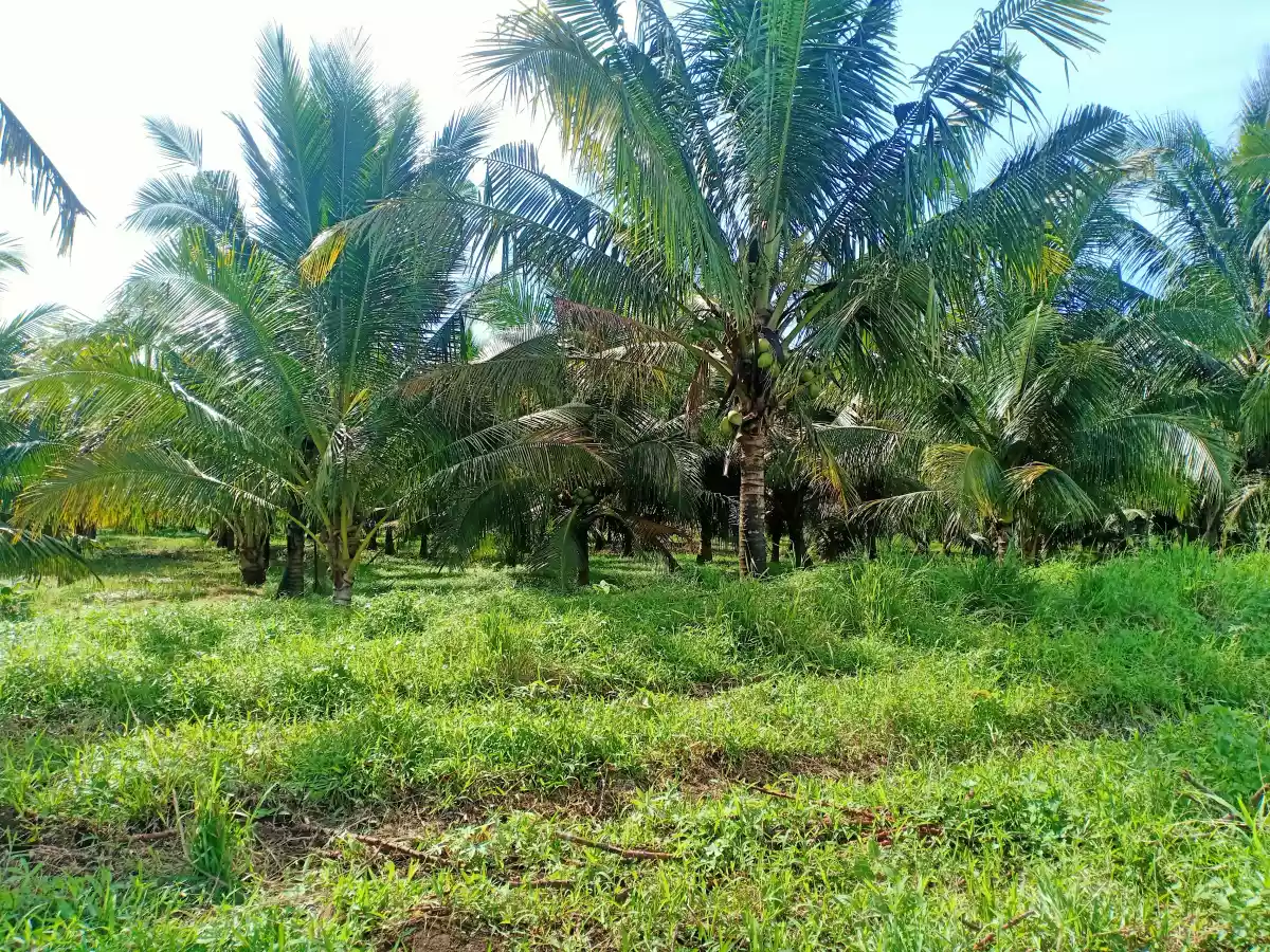 LOT FOR SALE — Agricultural Lot in Cabulihan, Ormoc, Leyte — Photo 6