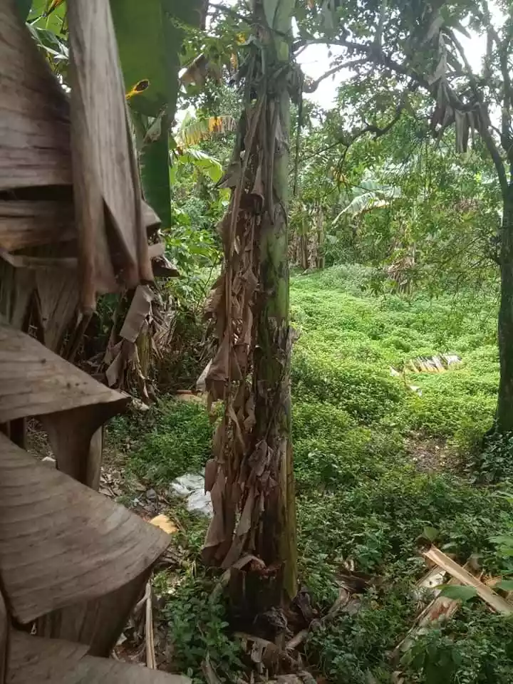 Western Cebu Properties -1 - photo 5