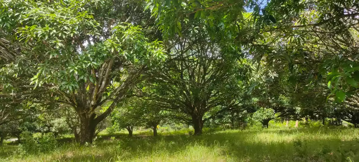 Mango Farm (Sacrifice Sale) — Agricultural Lot in Barili, Cebu, Philippines — Photo 7