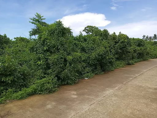 3.9 Industrial Lot in Cogon Compostela for Sale — Industrial Lot in Compostela, Cebu, Philippines — Photo 5