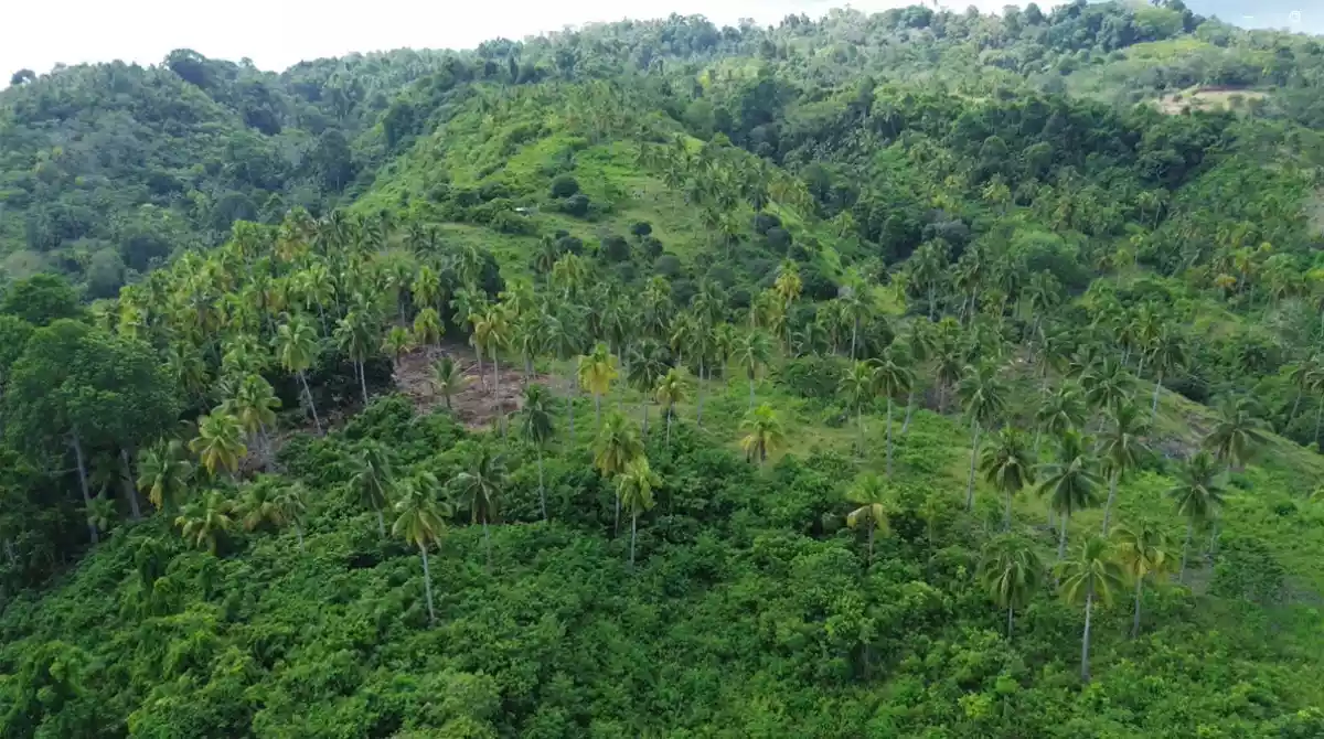 13 Hectares Overlooking Farm Property in Samal City — Agricultural Lot in Kaputian, Samal City, Davao del Norte — Photo 3