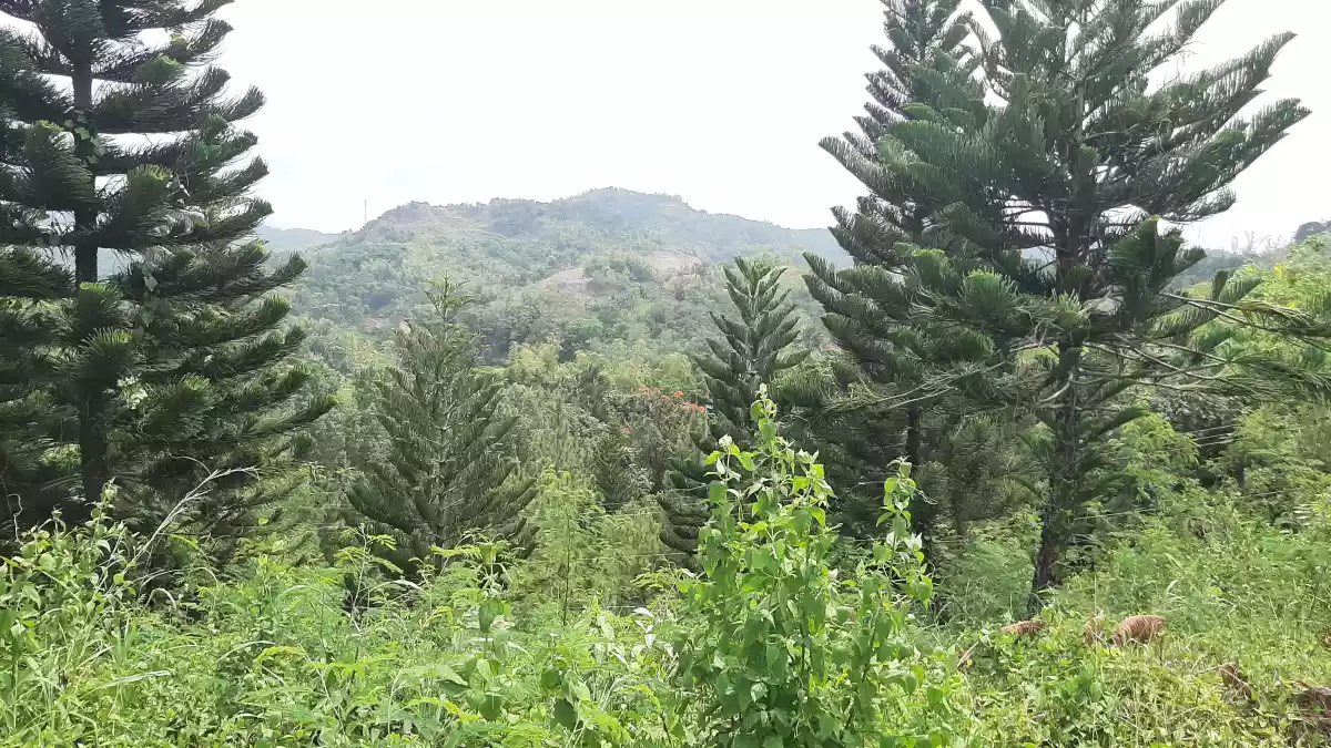 Overlooking Corner Lot For Sale in Riverdale Talamban Cebu - photo 7