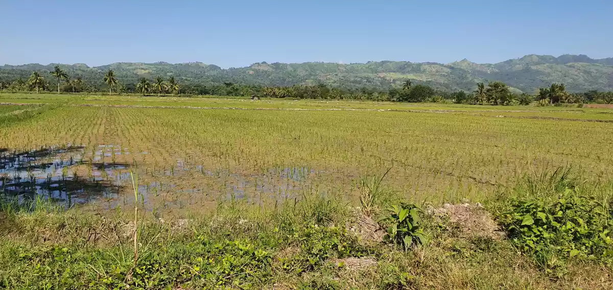 FARM LOT w/ BEAUTIFUL VIEW in Tantangan - photo 2