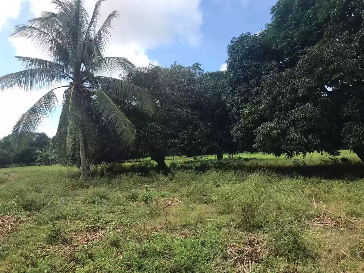 ðŸ“£MANGO FARM FOR SALE - 9 hectares - income generating propertyðŸ“£ - photo 5