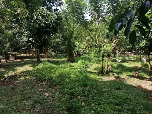 Farm Lot 1000sqm — Agricultural Lot in Negros Occidental, Philippines — Photo 2
