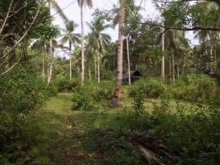 HOT Coconut Farm Land @ 34.52/sqm - photo 5