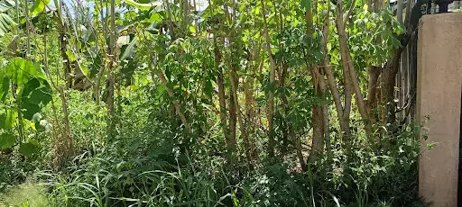 Lot for sale talamban — Residential Lot in Cebu City, Cebu, Philippines — Photo 3