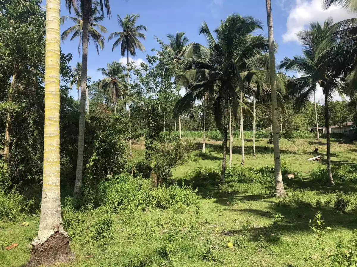 For Sale Agricultural Lot in Pualas, Tubod for farm investors — Agricultural Lot in Tubod, Lanao del Norte, 9209 — Photo 6